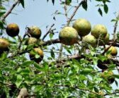 Bel aegle marmelos indigenous fruit of nepal
