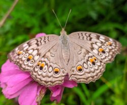 Butterflies of nepal
