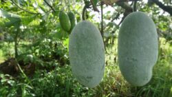 Kubhindo ash gourd kushmanda
